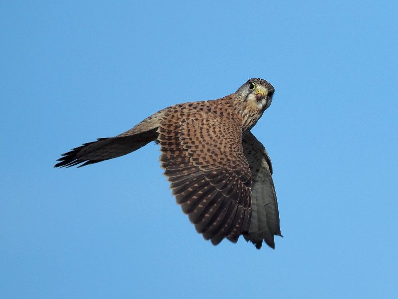 lo spirito santo del Gheppio (Falco tinnunculus)